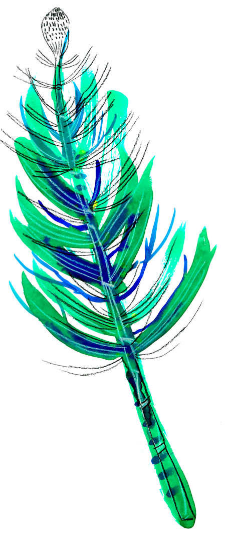 Illustration colorés d'une plante