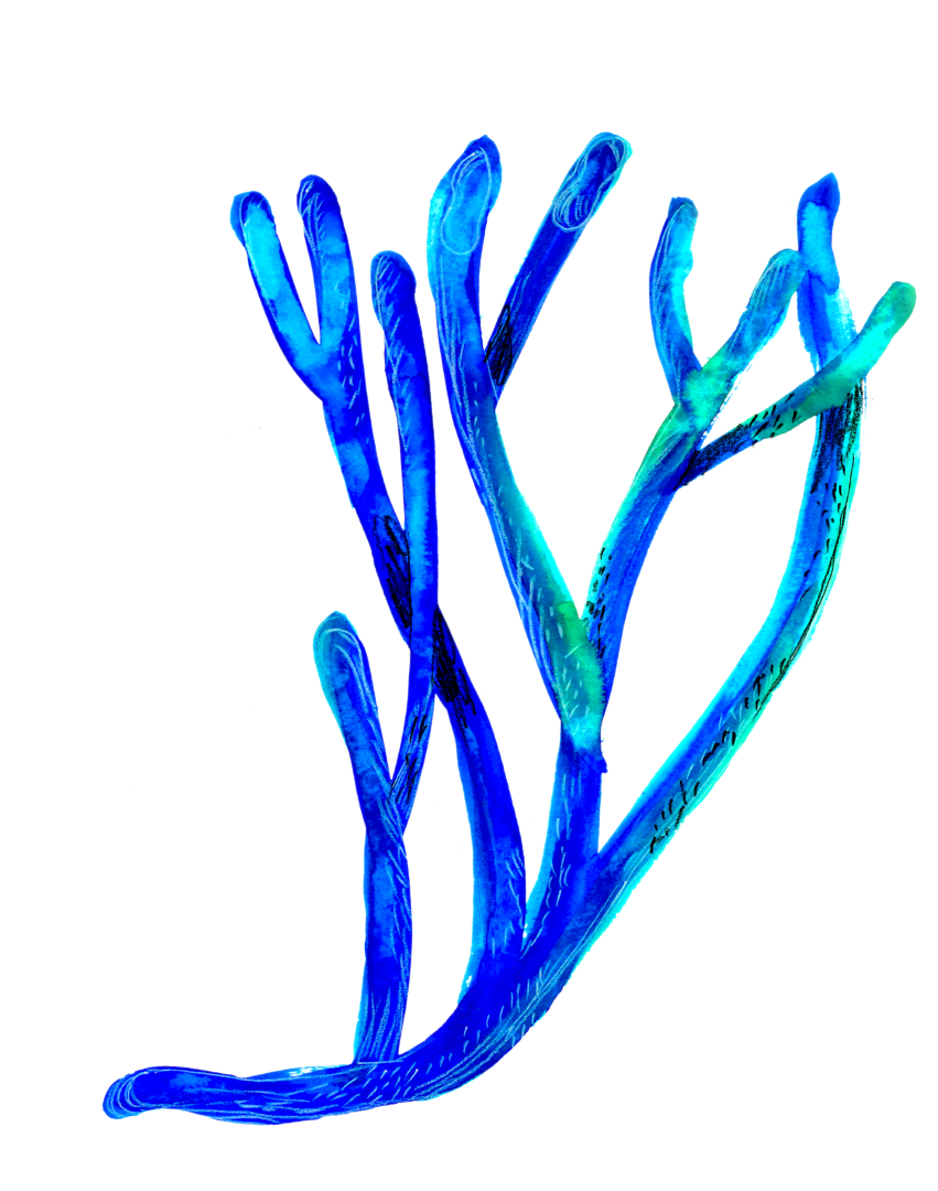 Illustration colorés d'une plante